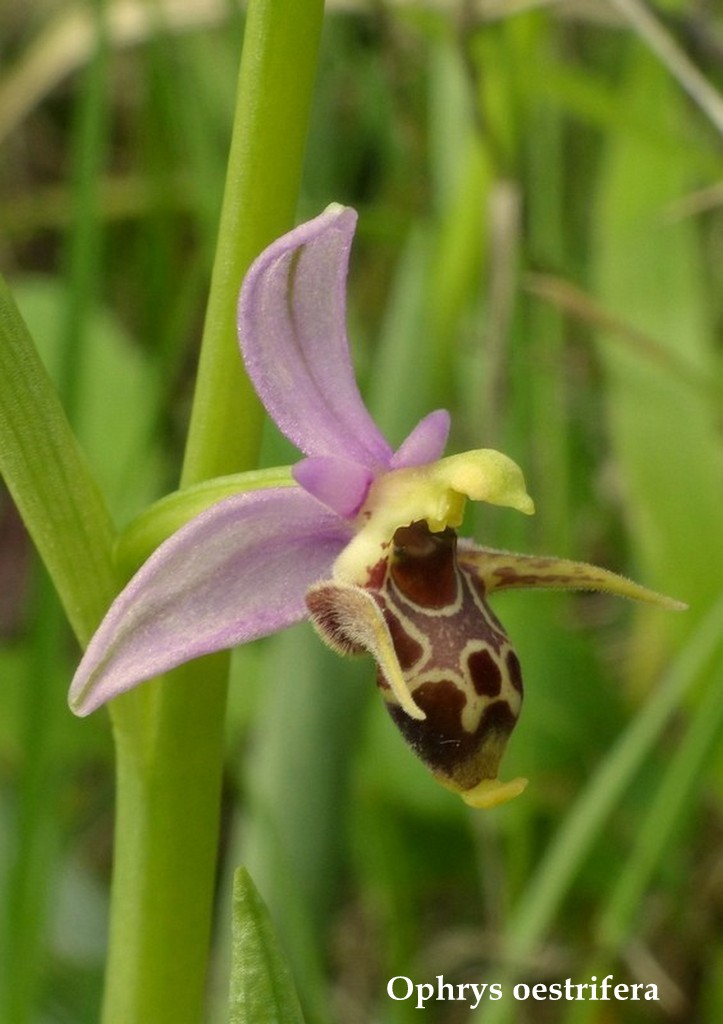 Grecia 23_25 aprile 2016  un fine settimana tra le orchidee.